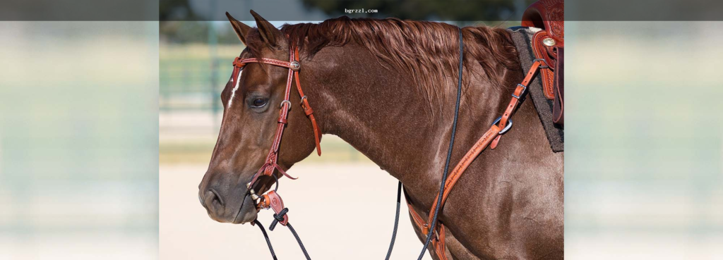 Horse bet tip uk দেখলে bet দেওয়ার আগে যা যাচাই করবেন